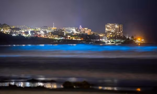 Trong khi vảo ban ngày, loài tảo biển này nổi trên bề mặt khiến nước có màu nâu đỏ, gây ra hiện tượng thủy triều đỏ khi chúng nở hoa với số lượng lớn.