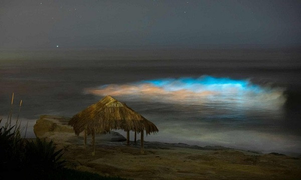 Người dân địa phương cho biết năm nay sóng biển đặc biệt lấp lánh hơn trước, có thể do lượng mưa lớn lịch sử đổ xuống khu vực và khiến tảo nở hoa.