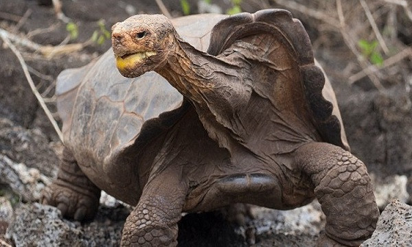Theo BBC, cụ rùa Diego thuộc giống rùa khổng lồ Chelonoidis hoodensis trên quần đảo Galapagos (Ecuador) sẽ được ''về quê'' vào tháng 3, sau khi tham gia chương trình giúp bảo tồn giống loài trước nguy cơ tuyệt chủng.