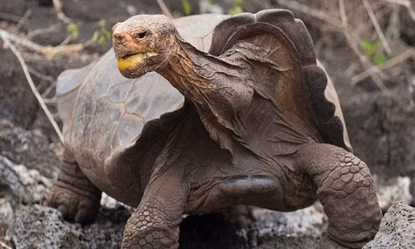 Theo BBC, cụ rùa Diego thuộc giống rùa khổng lồ Chelonoidis hoodensis trên quần đảo Galapagos (Ecuador) sẽ được ''về quê'' vào tháng 3, sau khi tham gia chương trình giúp bảo tồn giống loài trước nguy cơ tuyệt chủng.