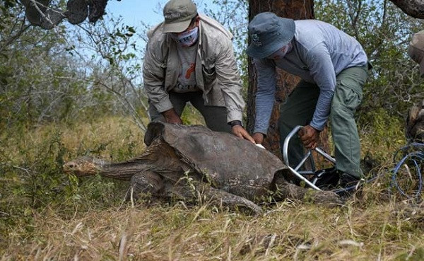 Rùa Galapagos có thể nặng đến hơn 400 kg, với tuổi thọ trong môi trường hoang dã là hơn 100 tuổi, con già nhất đã sống đến 152 tuổi.