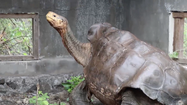 Năm 1978, Galapagos được UNESCO tuyên bố là Di sản thế giới bởi đời sống động thực vật độc đáo ở đây.