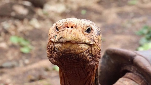 Được phát hiện tại đảo Galapagos (Ecuador) cách đây 50 năm, quần thể rùa Galapagos có nguy cơ đứng trên bờ vực diệt vong khi chỉ còn 14 cá thể duy nhất tồn tại (bao gồm 12 con cái và 2 con đực).