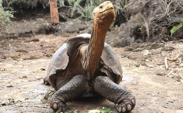 Các nhà khoa học quay trở lại đảo vào năm 2006 và phát hiện ra loài rùa Galapagos đang ngày càng sinh sôi lớn mạnh. Diego năm nay 100 tuổi và làm cha của khoảng 800 rùa con, khoảng 40% cá thể sống tại đảo đều là con cháu của cụ Diego.