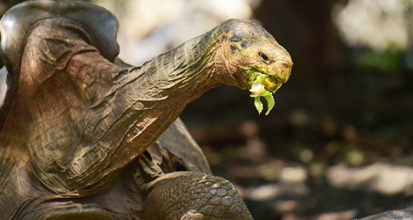 Nặng 80kg và đã sống hơn 100 tuổi, cụ rùa Diego vẫn đang sống rất vui, khỏe với dàn "hậu cung" gồm... 6 bà vợ cùng thành tích ''giải cứu giống nòi'' được cả thế giới công nhận.