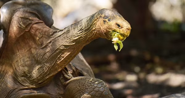 Nặng 80kg và đã sống hơn 100 tuổi, cụ rùa Diego vẫn đang sống rất vui, khỏe với dàn "hậu cung" gồm... 6 bà vợ cùng thành tích ''giải cứu giống nòi'' được cả thế giới công nhận.