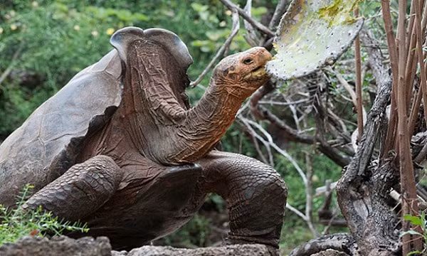 Như một phép màu, quần thể rùa đang lẹt đẹt ở con số 14 cá thể (2 đực và 12 cái) tăng lên thành... 2000 cá thể. Trong đó khả năng ''giường chiếu'' của Diego đóng vai trò quan trọng bên cạnh 13 cá thể rùa đực khác.