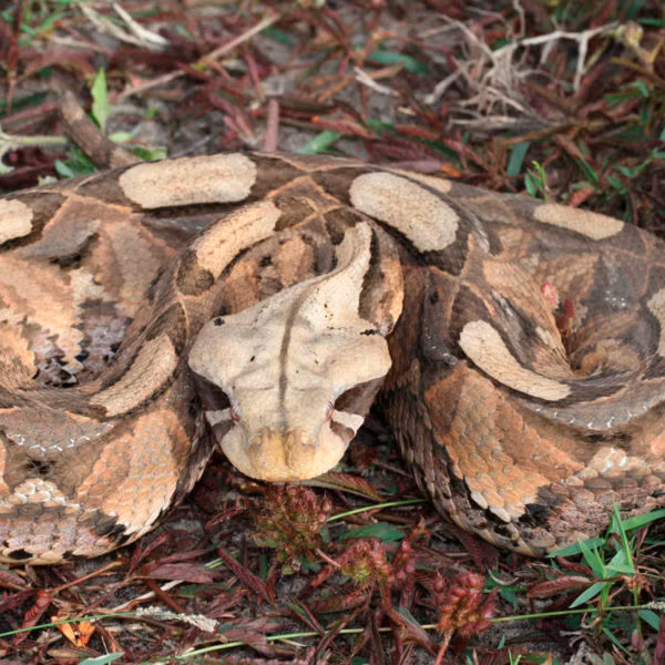 Với chiều dài tối đa có thể tới hơn 2m, nặng hơn 20kg, đây là loài rắn hổ lục lớn nhất thế giới. Đây cũng là loài rắn độc có răng nanh dài nhất thế giới do vậy, liều lượng nọc độc của rắn hổ lục Gaboon cao hơn bất kỳ loài rắn độc nào khác.