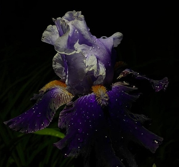 Những giọt nước trên cánh hoa có khiến bạn liên tưởng đến một bầu trời đêm đầy sao?