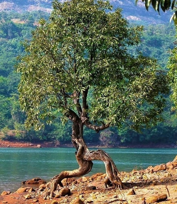 Cái cây có bộ rễ độc đáo, nó đang chạy trốn khỏi điều gì chăng?