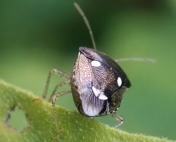 Chú bọ vừng có ngoại hình khiến người ta liên tưởng đến một chiếc mặt nạ mini đang nhảy múa.