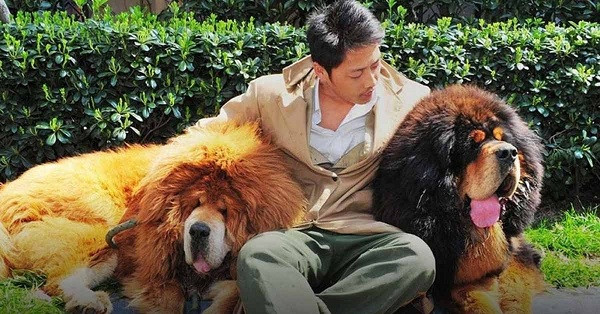 Ngao Tây Tạng là một trong những giống chó có “dòng dõi quý tộc” và có thân hình lớn nhất thế giới, có nguồn gốc từ Nepal và Trung Quốc. Con trưởng thành có thể nặng tới 160kg, cao 84cm, rất thông minh và được bán với giá lên tới 582.000 USD.