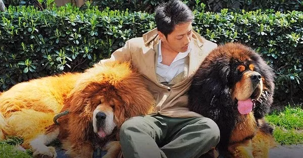 Ngao Tây Tạng là một trong những giống chó có “dòng dõi quý tộc” và có thân hình lớn nhất thế giới, có nguồn gốc từ Nepal và Trung Quốc. Con trưởng thành có thể nặng tới 160kg, cao 84cm, rất thông minh và được bán với giá lên tới 582.000 USD.