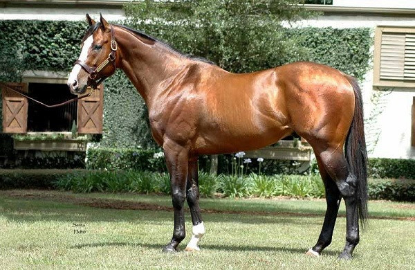 Đứng đầu danh sách thú cưng đắt nhất thế giới sẽ khiến nhiều người bất ngờ, bởi nó là một chú ngựa. Giống ngựa Green Monkey này rất hiếm, vẻ bề ngoài bóng bẩy, thường được sử dụng trong các cuộc đua ngựa và chiến thắng nhiều lần.