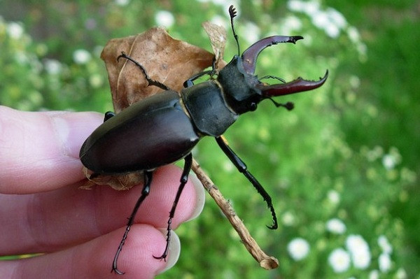 Nhìn thì nhỏ bé là thế nhưng con bọ cánh cứng trông chẳng có gì đặc biệt này lại thuộc top thú cưng đắt giá nhất thế giới. Stag Beetle là một loài bọ cánh cứng cực hiểm, chúng có hàm trên màu đỏ và nhô hẳn ra khỏi đầu, tạo nên một hình dáng tương đối kỳ quặc.