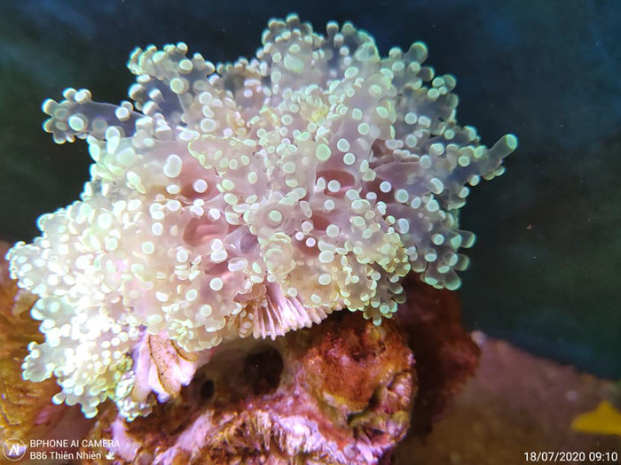 Tuyên bố này ngay lập tức khiến nhiều người cho rằng anh Quảng đang "nổ" to, trước khi B86 ra đời, đã có nhiều điện thoại có thể chụp ảnh dưới nước.