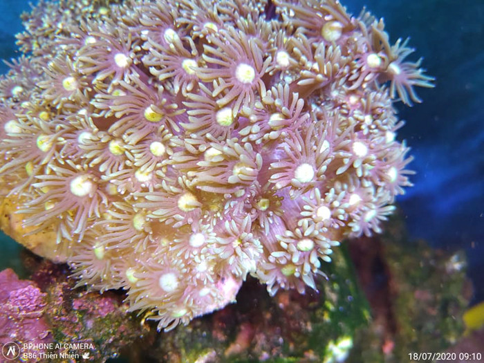 Cần nhấn mạnh, Boss Quảng nói rằng B86 là Smartphone đầu tiên "có tính năng chụp dưới nước" là không hề nổ quá. Trên thực tế, chế độ chụp hình dưới nước đến nay vẫn không được hỗ trợ trên nhiều thiết bị hình ảnh chuyên nghiệp, trừ một số loại Action Camera.