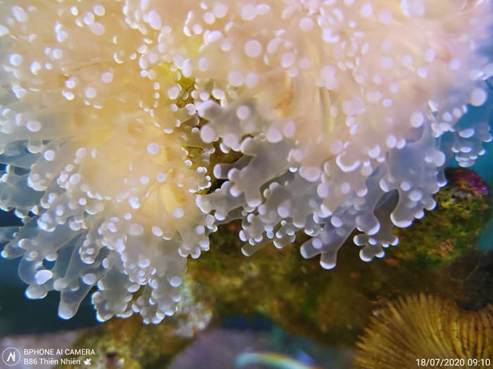 Vấn đề cần làm rõ ở đây đó là phân biệt rạch ròi định nghĩa tính năng - chức năng - khả năng. Bất kì một chiếc Smartphone nào khi được trang bị khả năng chống nước với tiêu chuẩn IP68 thì đã có thể lặn ngụp dưới nước ở độ sâu 1m-1,5m trong 30 phút. Tuy nhiên, ảnh hay video quay chụp dưới nước từ những thiết bị này vẫn còn bị hạn chế nhiều khi không thể hiện được màu sắc đầy đủ chụp dưới nước.