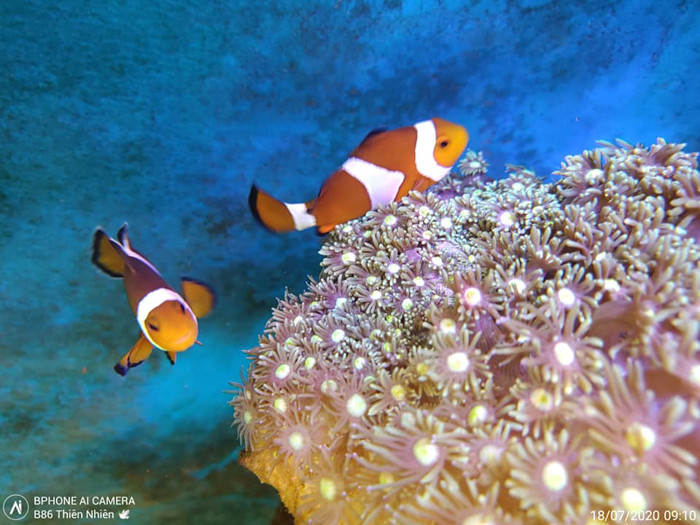 Tính năng - chế độ chụp dưới nước của Bphone B86 thể hiện màu sắc của rạng san hô khá tốt, màu vàng trắng của cá hề cũng được thể hiện khá "sạch". Tuy nhiên, vẫn phải xét đến nhiều yếu tố thực tế về độ sâu, địa điểm, ánh sáng tại nơi chụp.