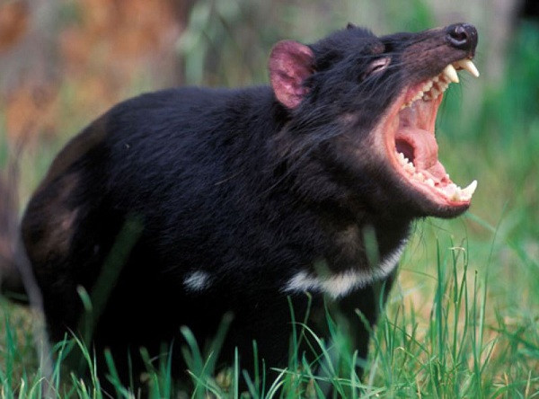 Quỷ Tasmania là một trong những loài thú có túi ăn thịt lớn nhất và cũng được ví như sát thủ đáng sợ trong thế giới tự nhiên. Loài này sẵn sàng ăn thịt bất kỳ loài động vật nào mà chúng săn được, ngay cả xác thối và xương với bộ hàm khỏe và thao tác nhanh chóng.