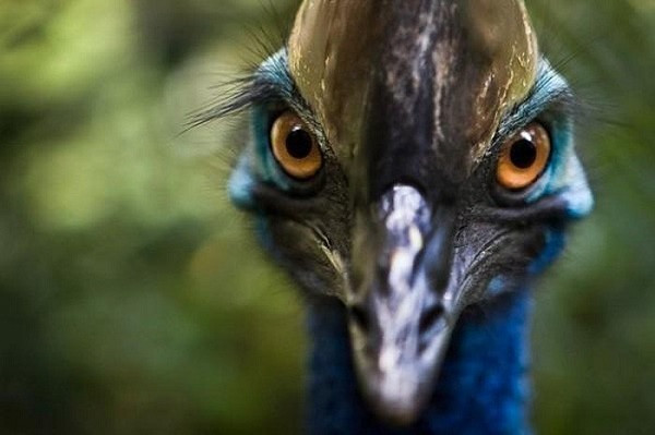 Chưa kể đôi chân dài miên man là lợi thế giúp chúng chạy nhanh để tấn công đối thủ. Năm 2007, đà điểu đầu mào được xét là "loài chim nguy hiểm nhất thế giới" trong sách kỷ lục Guinness.