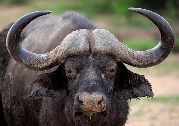 Trâu rừng châu Phi là loài động vật ăn cỏ nhưng mang cơ thể lực lưỡng, nặng một tấn, dài tới 1,8 m và có thể di chuyển với vận tốc 57 km/h. Chúng được mệnh danh là "trâu tử thần" hay một trong những sát thủ động vật đáng sợ nhất.