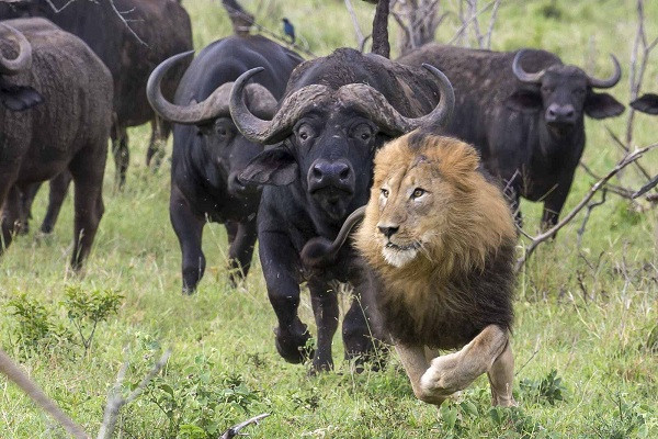 Tính tình "cục súc" và khó đoán khiến chúng đặc biệt nguy hiểm ngay cả với các loài động vật săn mồi khác hay con người. Theo thống kê, loài này đã giết chết khoảng 200 người mỗi năm.