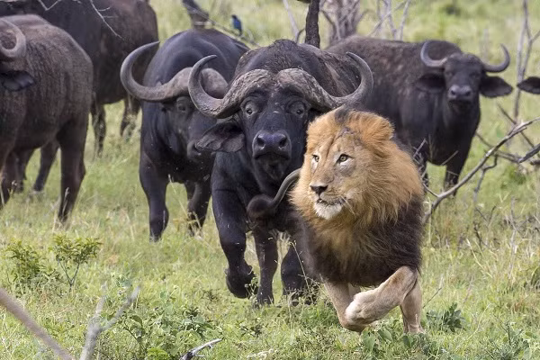 Tính tình "cục súc" và khó đoán khiến chúng đặc biệt nguy hiểm ngay cả với các loài động vật săn mồi khác hay con người. Theo thống kê, loài này đã giết chết khoảng 200 người mỗi năm.