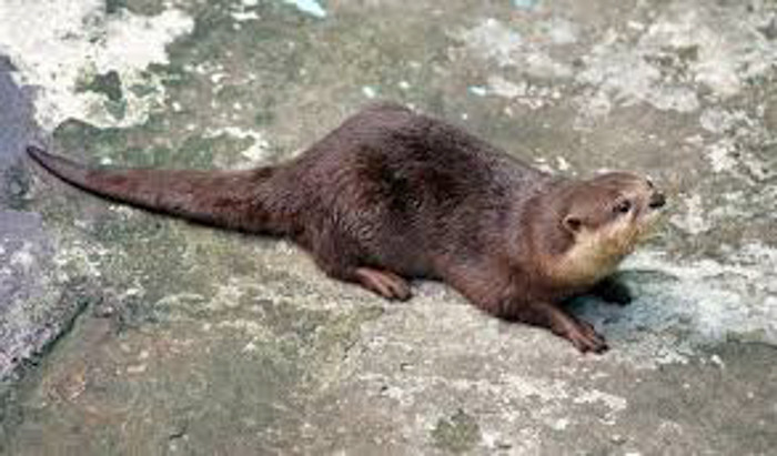 Thức ăn của Rái cá vuốt bé chủ yếu là các loài cua, ốc, côn trùng, sau mới đến ăn cá. Vùng sống và hoạt động gắn liền với các thuỷ vực, dọc bờ biển ở những nơi có rừng ngập mặn, ngập nước ngọt, nước lợ, dọc suối, hồ đầm.