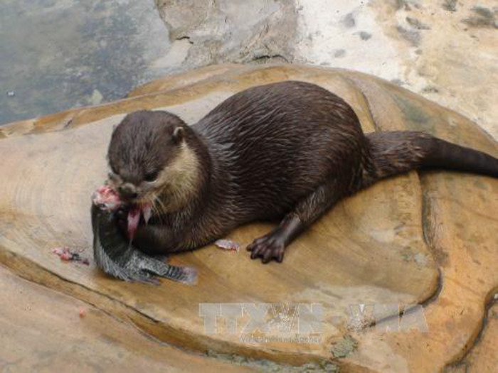 Qua xác minh từ hình ảnh, rái cá xuất hiện trong clip là loài rái cá vuốt nhỏ, thuộc 1 trong 4 loài động vật nguy cấp quý hiếm được ưu tiên bảo vệ ở mức độ cao nhất trong các quy định pháp luật của Việt Nam.