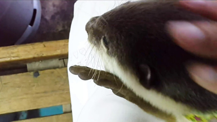 Rái cá vuốt bé có thân hình ngắn, chắc hơn các loài rái cá khác. Màng bơi không phủ hết ngón chân và có phủ lông. Tai có nắp che lỗ tai.