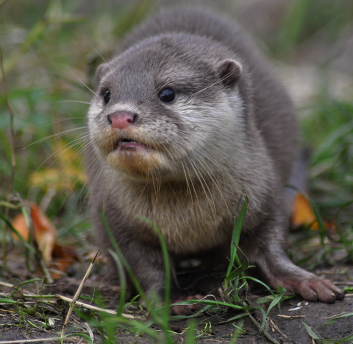 Trước đây, rái cá vuốt bé có phân bố rộng trên toàn quốc với số lượng phong phú.