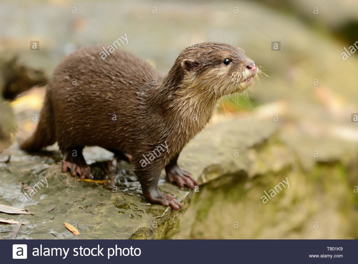 Trong tự nhiên, rái cá vuốt bé góp phần điều hoà số lượng cá thể các quần thể động vật thuỷ sinh.