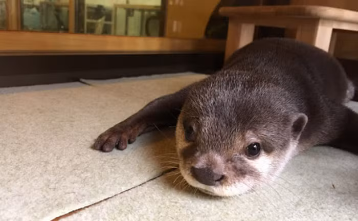 Rái cá vuốt bé hoạt động về đêm, đôi khi gặp cả ban ngày; sống theo đàn, mỗi đàn 3 - 8 con hoặc nhiều hơn. Mỗi năm đẻ 1 - 2 lứa, mỗi lứa 2 - 3 con. Cả bố và mẹ cùng chăm sóc con non.