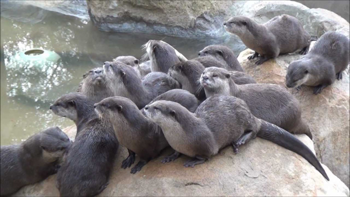 Phân bố trong nước Nơi thu mẫu và quan sát gồm Quảng Ninh (Vịnh Hạ Long), Quảng Trị, Bình Phước, Lâm Đồng, Kiên Giang, Cà Mau. Rái cá vuốt bé phân bố rộng trên toàn quốc.