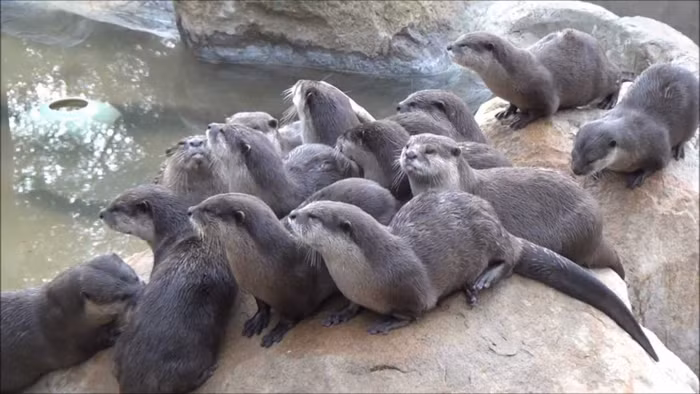 Phân bố trong nước Nơi thu mẫu và quan sát gồm Quảng Ninh (Vịnh Hạ Long), Quảng Trị, Bình Phước, Lâm Đồng, Kiên Giang, Cà Mau. Rái cá vuốt bé phân bố rộng trên toàn quốc.