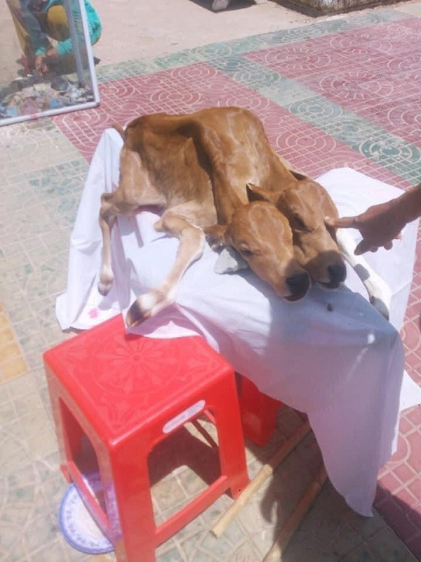 Khi được đẻ ra thì con bê chết, nhưng thay vì xử lý luôn thì ông Lâm Sà Lanh lại...xin ý kiến sư trụ trì và đưa vào chùa Trà Sết, gây tò mò.