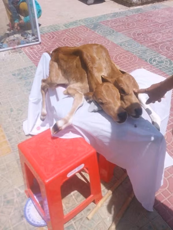 Khi được đẻ ra thì con bê chết, nhưng thay vì xử lý luôn thì ông Lâm Sà Lanh lại...xin ý kiến sư trụ trì và đưa vào chùa Trà Sết, gây tò mò.