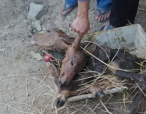 Được biết khi mang thai, những con bò cái mạnh khỏe, ăn đồ tự nhiên như rơm rạ, cỏ và thức ăn phế phẩm nông nghiệp chứ không phải thực phẩm công nghiệp.