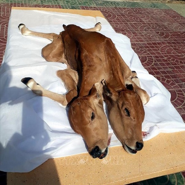 Nhiều người dân hiếu kỳ đổ xô đến chứng kiến con bê 2 đầu kỳ dị, cúng bái và coi như thần thánh. Họ sờ, thậm chí thơm vào đầu bê để cầu sức khỏe, bình an và xin may mắn.