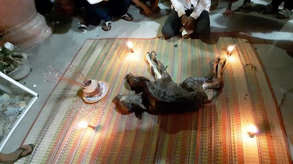 Hiện chính quyền địa phương các ngành chức năng đang vận động nhà chùa và người dân đem bê con đi tiêu hủy tránh gây mê tín dị đoan và đảm bảo vệ sinh môi trường.