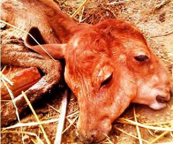 Tháng 8.2011, bê 2 đầu từng xuất hiện ở gia đình anh Đặng Văn Hưng thuộc thôn Vạn Định, xã Mỹ Lộc, huyện Phù Mỹ, Bình Định và cũng thu hút nhiều người hiếu kỳ đến xem.