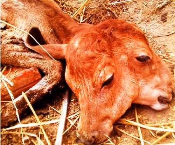 Tháng 8.2011, bê 2 đầu từng xuất hiện ở gia đình anh Đặng Văn Hưng thuộc thôn Vạn Định, xã Mỹ Lộc, huyện Phù Mỹ, Bình Định và cũng thu hút nhiều người hiếu kỳ đến xem.