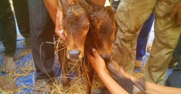 Đa phần những con bê 2 đầu quái thai thường chết ngay khi được đẻ ra hoặc chỉ sống được vài giờ.