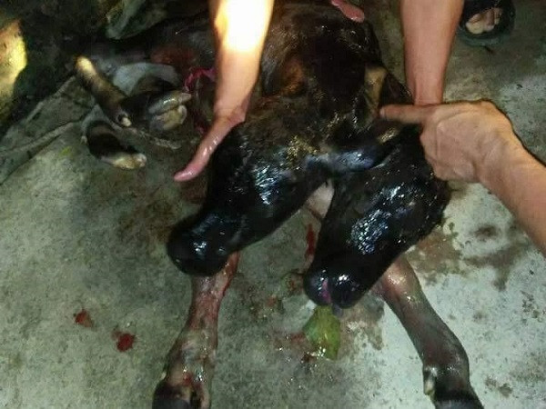 Thực chất, bò cái đẻ ra bê 2 đầu không phải là chuyện quá hiếm tại Việt Nam, mà chỉ là tình trạng đột biến gen ở động vật gây nên những dị biến trên cơ thể. Năm 2017, con bò mẹ ở xã Nghĩa Đồng, huyện Tân Kỳ, tỉnh Nghệ An đã sinh ra con bê 2 đầu với đầy đủ bộ phận mắt mũi, tai.