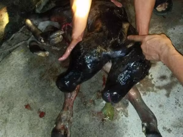 Thực chất, bò cái đẻ ra bê 2 đầu không phải là chuyện quá hiếm tại Việt Nam, mà chỉ là tình trạng đột biến gen ở động vật gây nên những dị biến trên cơ thể. Năm 2017, con bò mẹ ở xã Nghĩa Đồng, huyện Tân Kỳ, tỉnh Nghệ An đã sinh ra con bê 2 đầu với đầy đủ bộ phận mắt mũi, tai.