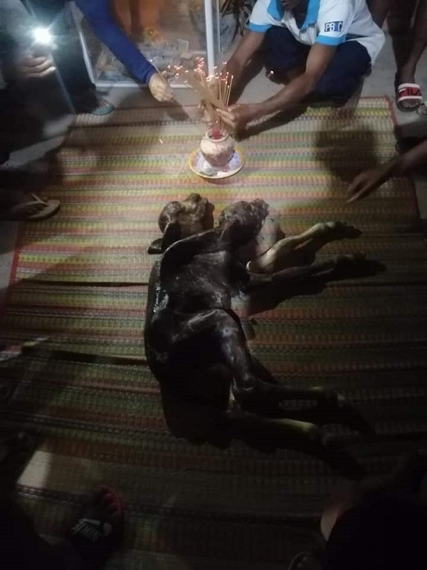 Đoạn clip được chia sẻ rộng rãi trên mạng xã hội cho thấy người dân vây quanh con bò con (bê) 2 đầu được đặt trên chiếu và cạnh đó có bát hương. Chú bê này có 2 đầu tách rời, 4 chân, vẫn còn sống nhưng nằm bất động và 4 mắt thi thoảng chớp chớp.