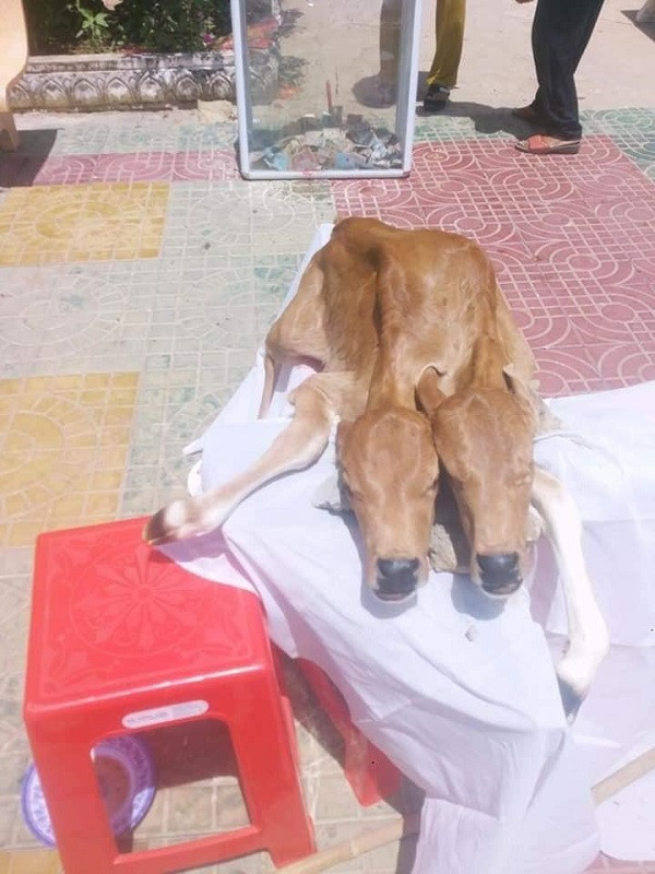 Từ ngày 8/5/2020 đến nay, tại thị xã Vĩnh Châu (Sóc Trăng) xôn xao về vụ con bò nhà ông Lâm Sà Lạnh ở ấp Trà Sết, xã Vĩnh Hải, đẻ ra con bê có 2 đầu.
