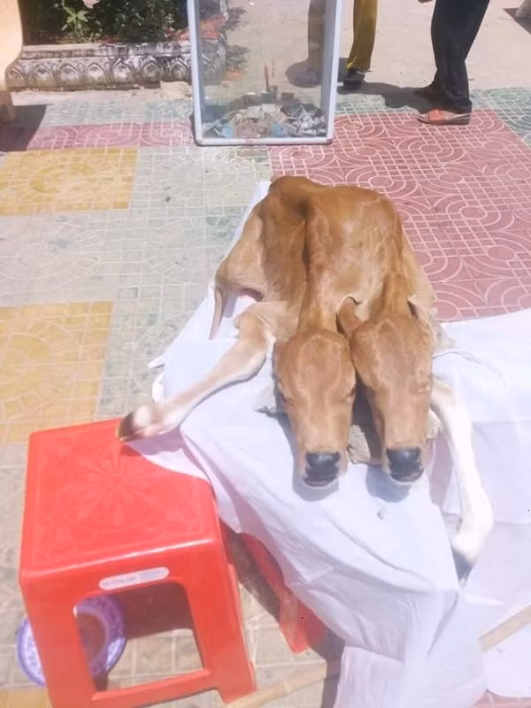 Từ ngày 8/5/2020 đến nay, tại thị xã Vĩnh Châu (Sóc Trăng) xôn xao về vụ con bò nhà ông Lâm Sà Lạnh ở ấp Trà Sết, xã Vĩnh Hải, đẻ ra con bê có 2 đầu.