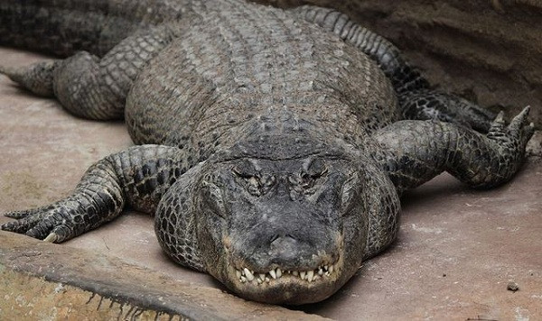 Khác với những họ hàng không nuôi nhốt, con cá sấu "cưng" của Hitler trải qua cuộc đời đầy ắp sự kiện đáng nhớ.